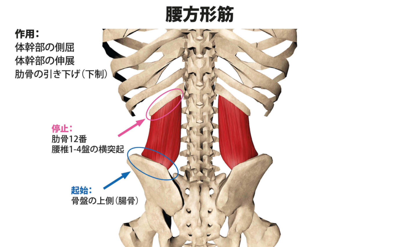 腰痛原因の筋肉 ここに注目 大田区久ヶ原のプライマリーボディケア
