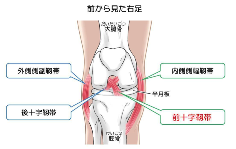 膝の靭帯損傷の症状とは？？（大田区久ヶ原のプライマリーボディケア）